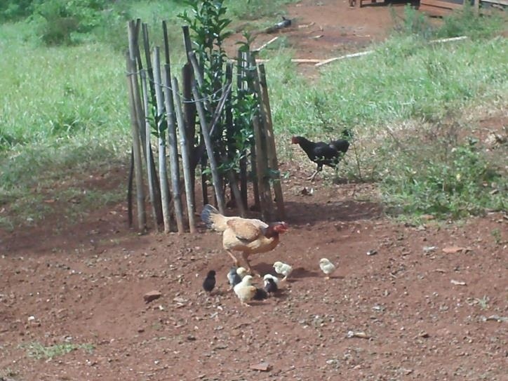 Fazenda à venda com 3 quartos, 24000m² - Foto 36