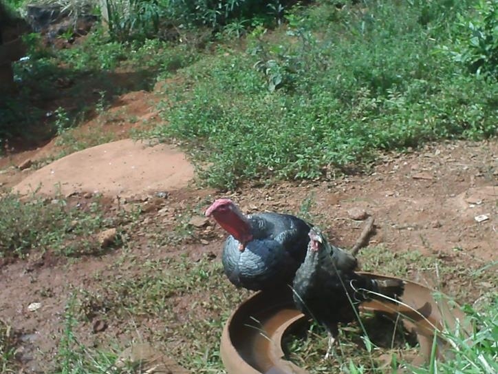 Fazenda à venda com 3 quartos, 24000m² - Foto 39