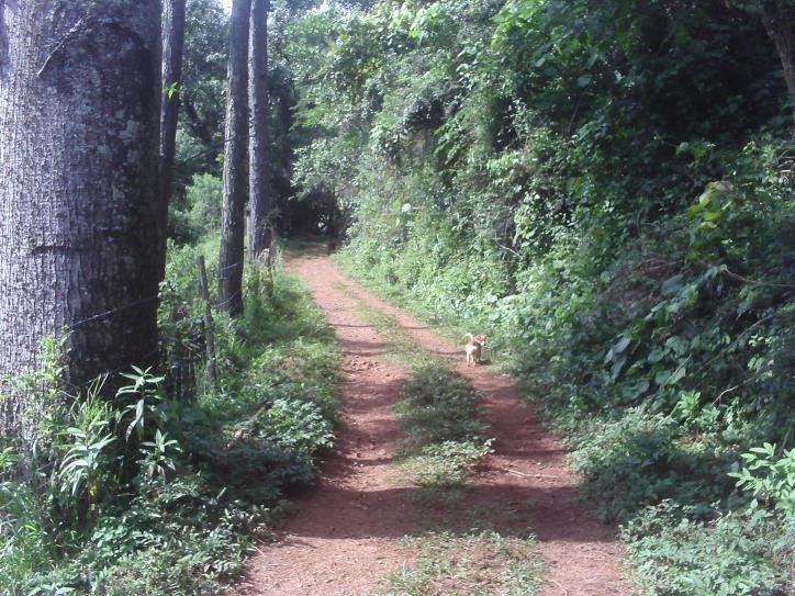 Fazenda à venda com 3 quartos, 24000m² - Foto 42