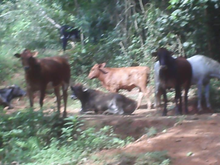 Fazenda à venda com 3 quartos, 24000m² - Foto 44