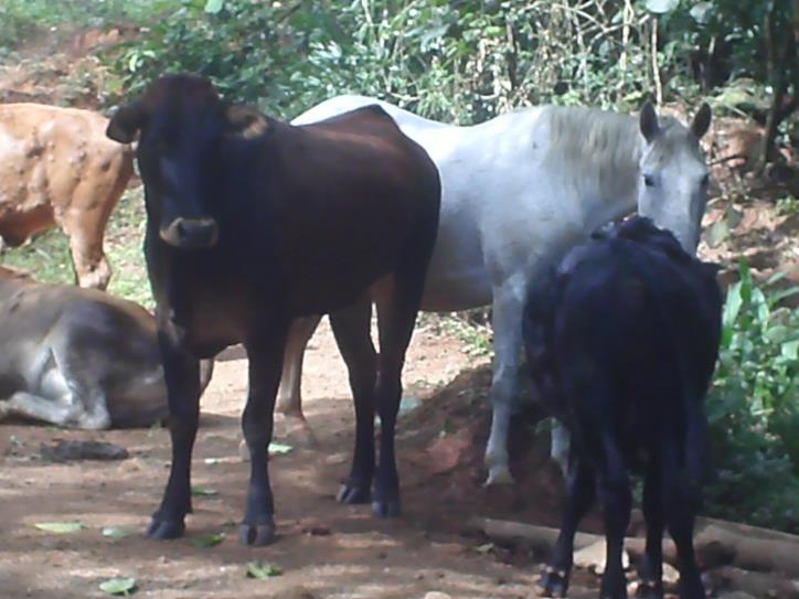 Fazenda à venda com 3 quartos, 24000m² - Foto 45