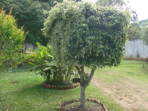 Fazenda à venda com 2 quartos, 1000m² - Foto 9