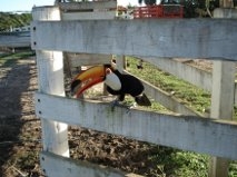 Fazenda à venda com 6 quartos, 12m² - Foto 23