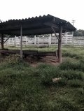 Fazenda à venda com 6 quartos, 12m² - Foto 28